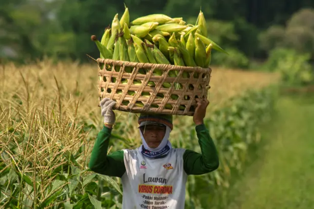 Buruh tani mengangkut hasil panen jagung manis di Sawit, Boyolali, Jawa Tengah, Jumat (27/9/2024). Menurut petani, harga jagung manis saat musim ini mengalami penurunan dari Rp5.000 per kilogram menjadi Rp4.000 per kilogram karena masa panen yang bersamaan sehingga persediaan jagung manis banyak.
