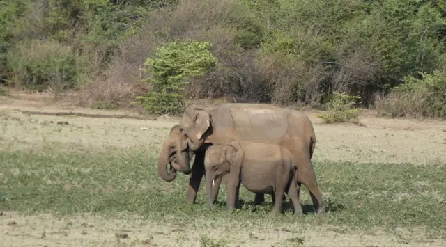  2012 වසර වන විට උඩවලව ජාතික වනෝද්‍යානය තුළ ඉතා හොඳ ශාක වැස්මක් පැවතුණි.