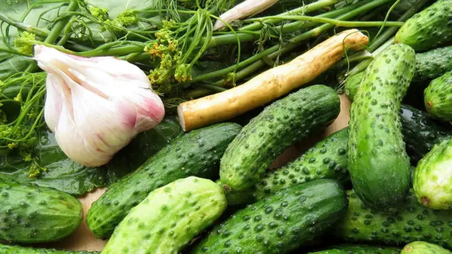 Zielone, świeże ogórki gruntowe, czosnek, koperek, chrzan 