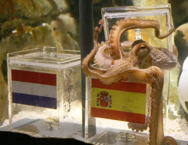 O polvo Paul sobre a caixinha com a bandeira da Espanha, durante a Copa do Mundo de 2010, na África do Sul