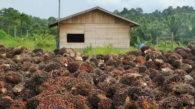 Panen buah sawit di Malinau, Kalimantan Utara. 