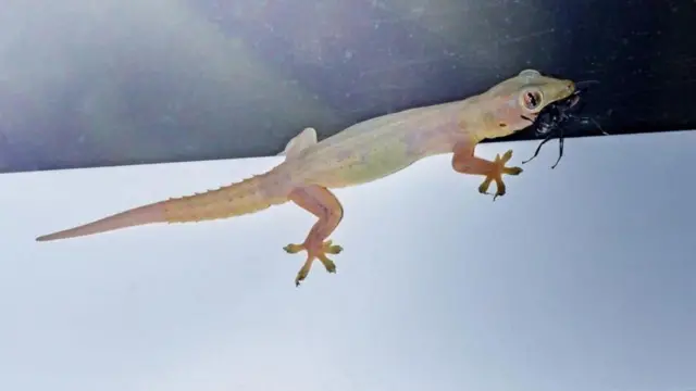 బల్లులు, కీటకాలు, పురుగులు, దోమలు, పర్యావరణం, సమతుల్యం, జ్వరం, డెంగ్యూ, చికున్ గున్యా