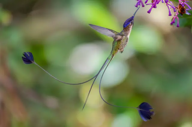 Um pequeno beija-flor paira no ar perto de flores, com suas longas penas da cauda estendendo-se atrás dele em duas finas hastes que terminam em pontas semelhantes a pétalas. O fundo é verde e está suavemente desfocado.