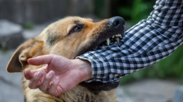 હડકવા શું છે, કૂતરું કરડે કે નખ મારે તો શું ધ્યાન રાખવું, હડકવાની રસી ક્યાં મૂકાવી શકાય અને જરૂરી કેમ, હડકવાને કારણે શું મૃત્યુ થાય,