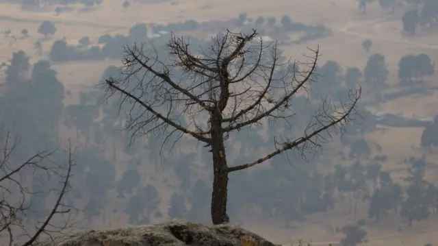 د اسپانيې د آويلا په ولایت کې، د لاس ناواس دېل مارکېز (Las Navas del Marqués) ښارګوټي ته څېرمه، د يوې سختې اورلګېدنې وروسته د صنوبر (څېړۍ) ځنګل.