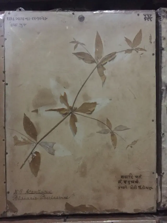 જયકૃષ્ણ ઇન્દ્રજીના સંગ્રહમાંથી ભૂજના મહેલમાં રખાયેલા કેટલાક નમૂના