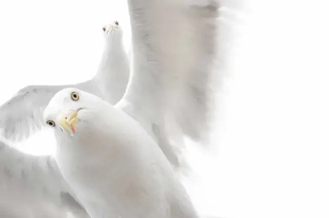 ‘ግደፍና እንዶ!’