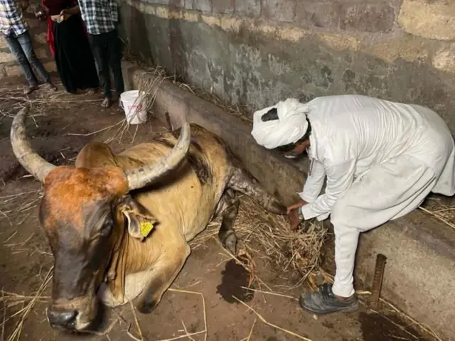 सिंहांमुळे अंगणात, गोठ्यात बांधलेल्या जनावरांसाठी धोका निर्माण झाला आहे.