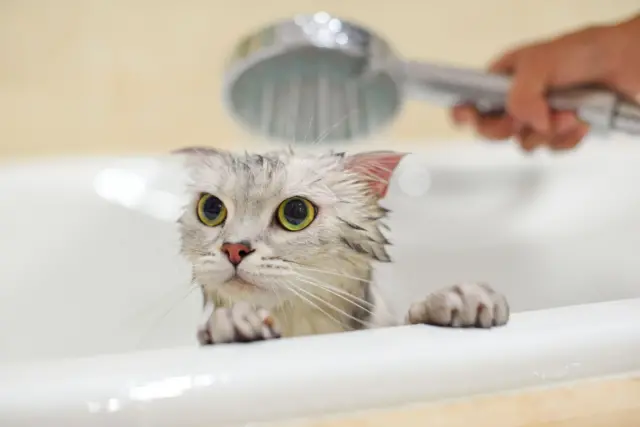 Gato em banheira tomando banho de chuveiro