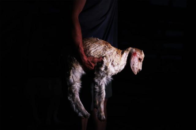 o criadorapostas esportivas grupocabras Kleanthis Raptis leva uma jovem cabra ferida para um local seguro