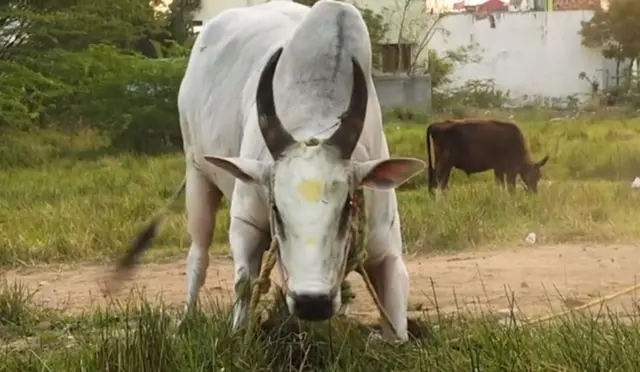 யாருக்கும் பிடிபடாத வெள்ளையன்