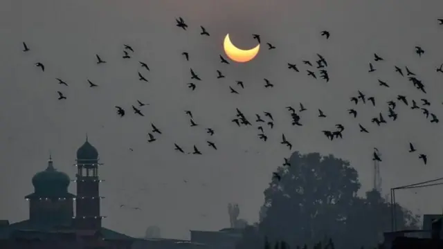 सूर्यग्रहण दरम्यान पक्षी