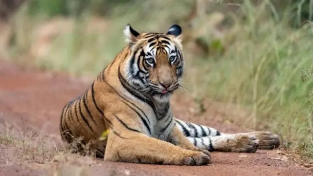 చంద్రపూర్ జిల్లా, పులుల దాడులు, టైగర్ రిజర్వ్, మహారాష్ట్ర, అటవీశాఖ