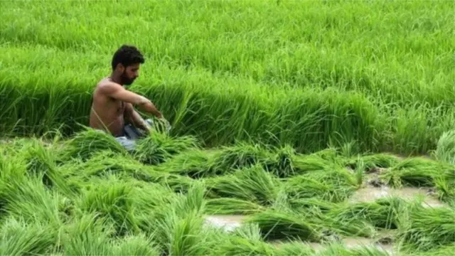 సేంద్రియ ఎరువులు 