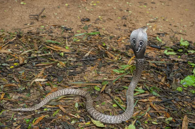 உலக பாம்புகள் தினம்