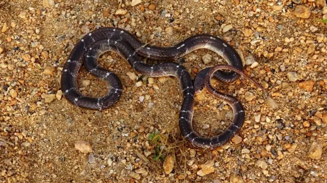 સાપ, ગુજરાત, બીબીસી ગુજરાતી