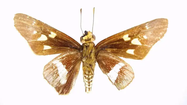Una mariposa con fondo blanco.
