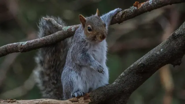 Una ardilla gris apoya un brazo sobre sí misma en la rama de un árbol. El otro brazo y la pata descansan junto a su cuerpo.