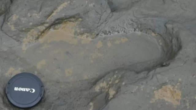 ہیپسبرگ کے ساحل پر قدموں کے نشان ممکنہ طور پر کھانے کی تلاش میں ایک خاندان کے ہیں