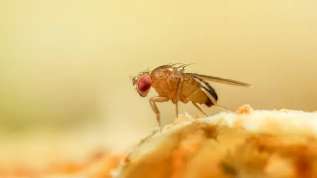 A close-up photo of a fruit fly with large red eyes perched on an orange/yellow surface. 
