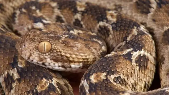 বােড়া সাপ