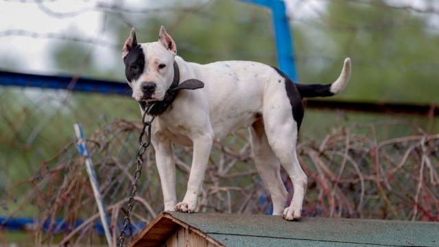 köpek