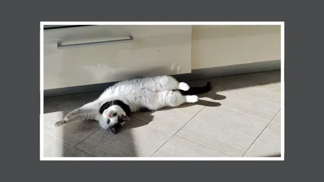 집 바닥에 누워서 쳐다보는 고양이