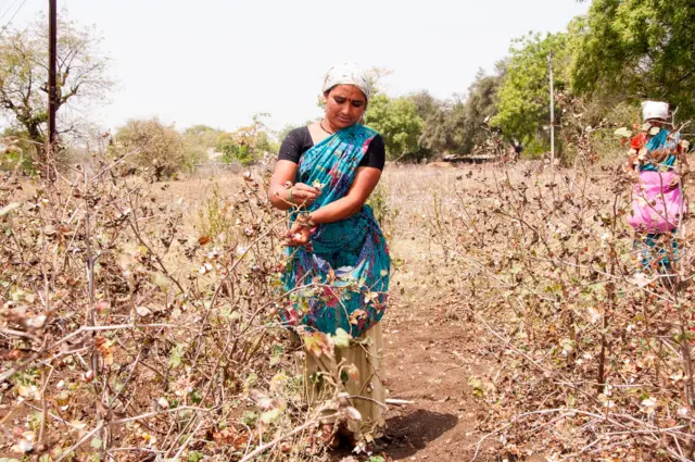 कापूस आयात माफीचा निर्णय : वस्त्रोद्योगाला तात्पुरता दिलासा, मात्र शेतकऱ्यांना फटका