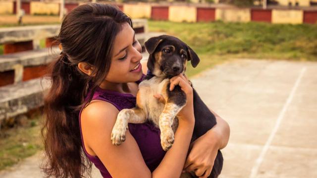 சென்னை, நாய்கள், நாய்க்கடி, வளர்ப்புப் பிராணிகள்