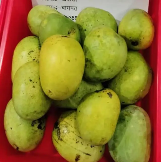 రటౌల్ మామిడి