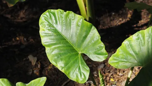 Cocoyam dey similar to yam