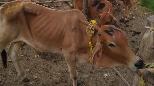 পাচার সিন্ডিকেটের মার্কা মারা গরু ধরা পড়েছে বিএসএফের হাতে