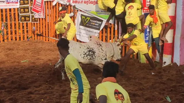 பாலமேடு ஜல்லிக்கட்டு தொடங்கியது: திமிலை பிடித்த வீரரை சுழற்றி வீசிய காளை