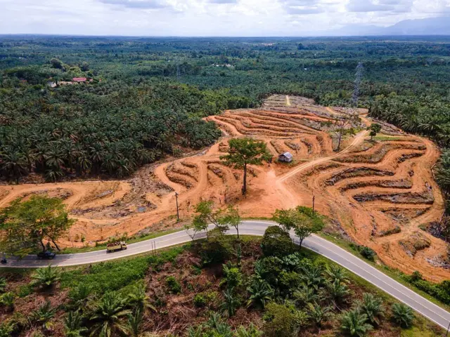 Foto udara perkebunan sawit di Nagan Raya, Aceh, pada 29 Mei 2025.