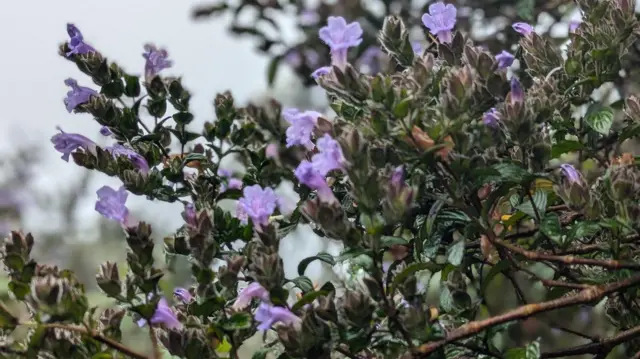 Nelu Flower
