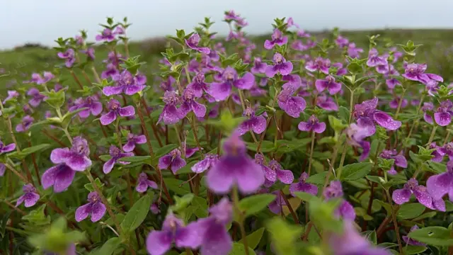 Climate change चे सगळ्याच निर्सगचक्रावर परिणाम झाले आहेत.