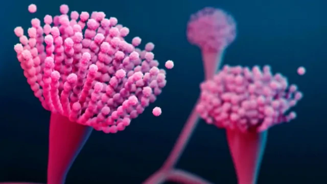 ਕਿਲਰ ਫੰਗਸ