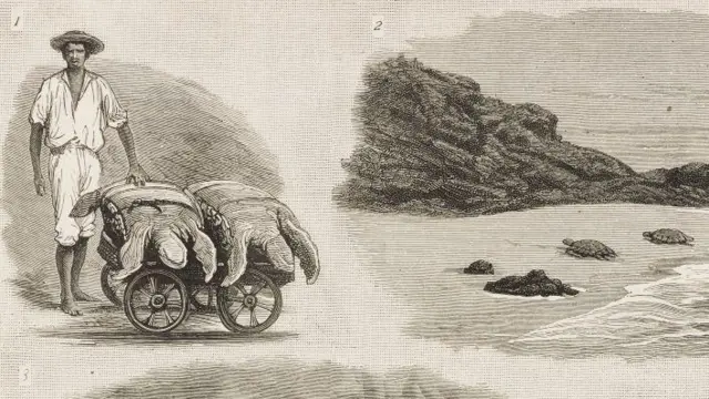 Turtle catching, Ascension Island, United Kingdom, illustration from The Graphic, volume XXVII, no 691, February 24, 1883.