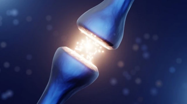 Illustration d'une synapse entre deux neurones.