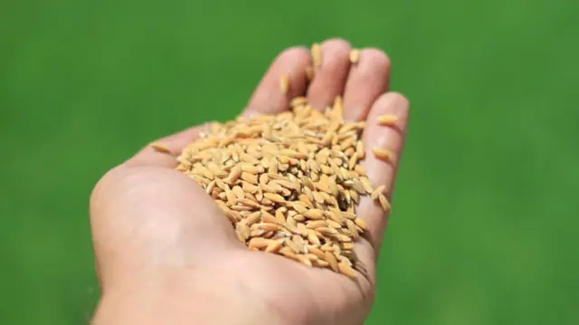 বাংলাদেশে নতুন জাতের ধান উদ্ভাবনের গবেষণা অব্যাহত রয়েছে।