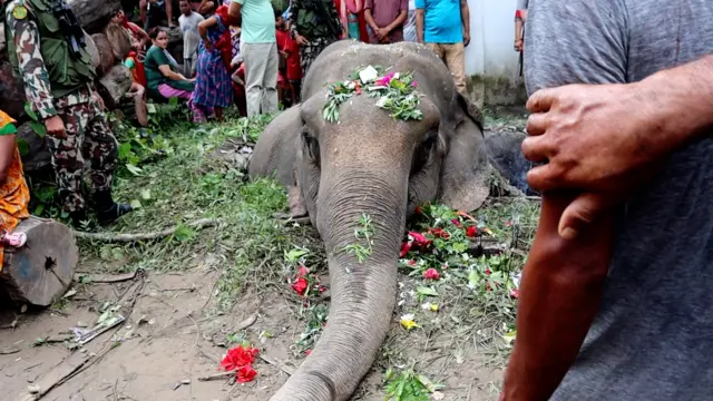 कञ्चनपुरमा हात्तीको अन्तिम संस्कार गरिँदै