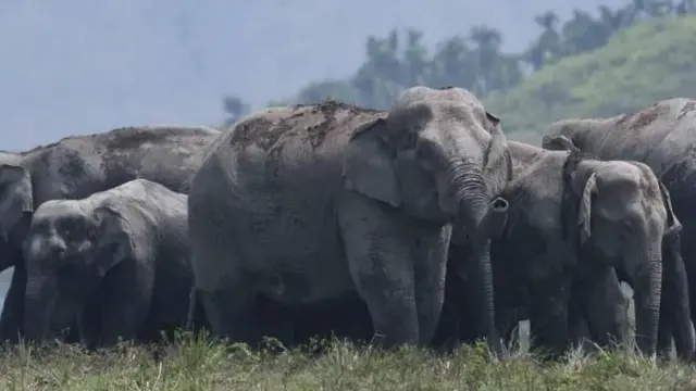 ఏనుగులు, వైల్డ్లైఫ్