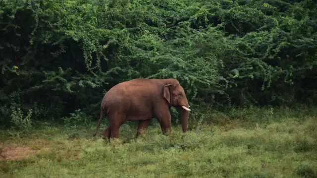 இந்தியாவிலேயே அதிகளவில் யானை-மனித மோதல் நடக்கும் கோவை 