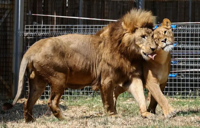 Donasi itu dapat dilakukan pada hari kerja, dengan batasan maksimal empat ekor sekaligus, tanpa perlu membuat janji. 