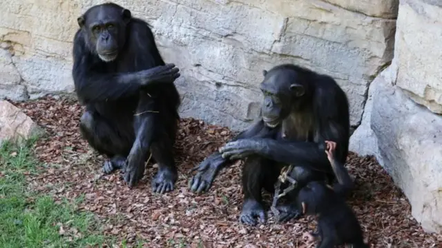 Para pengunjung merasa empatik terhadap situasi kedukaan yang dialami simpanse Natalia.