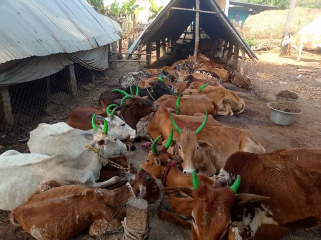 அருகி வரும் நாட்டு குட்டை மாடுகள்