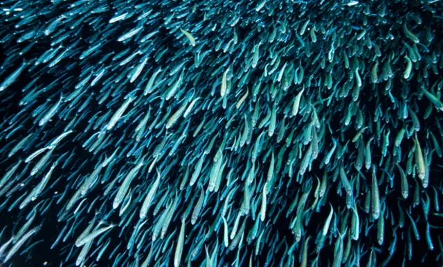 ฝูงปลาสีฟ้า 