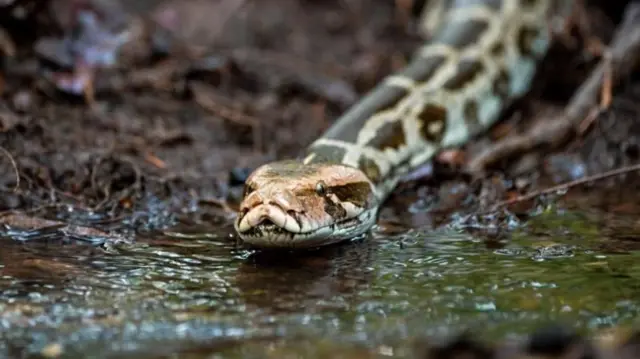 બીબીસી ગુજરાતી, ગુજરાત, બીબીસી, અમદાવાદ, વાસુકિ, 