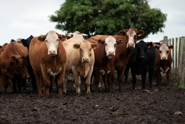 O‘zbekistonda go‘sht narxi nega o‘sishda davom etyapti?