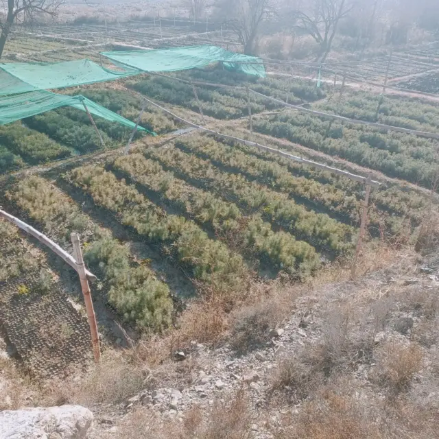 چلغؤزے کے باغات